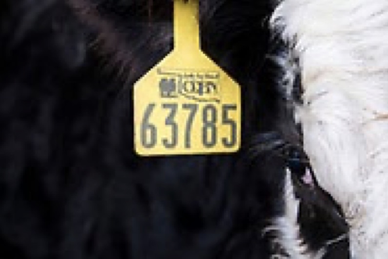 A close up shot of a cow with a tag on its ear. 