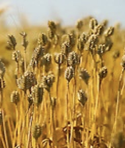 A close up image of darker colored yellow wheat in a field. 