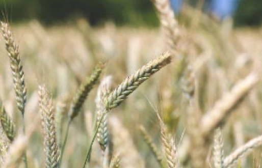 A close up image of light colored yellow wheat in a field. 