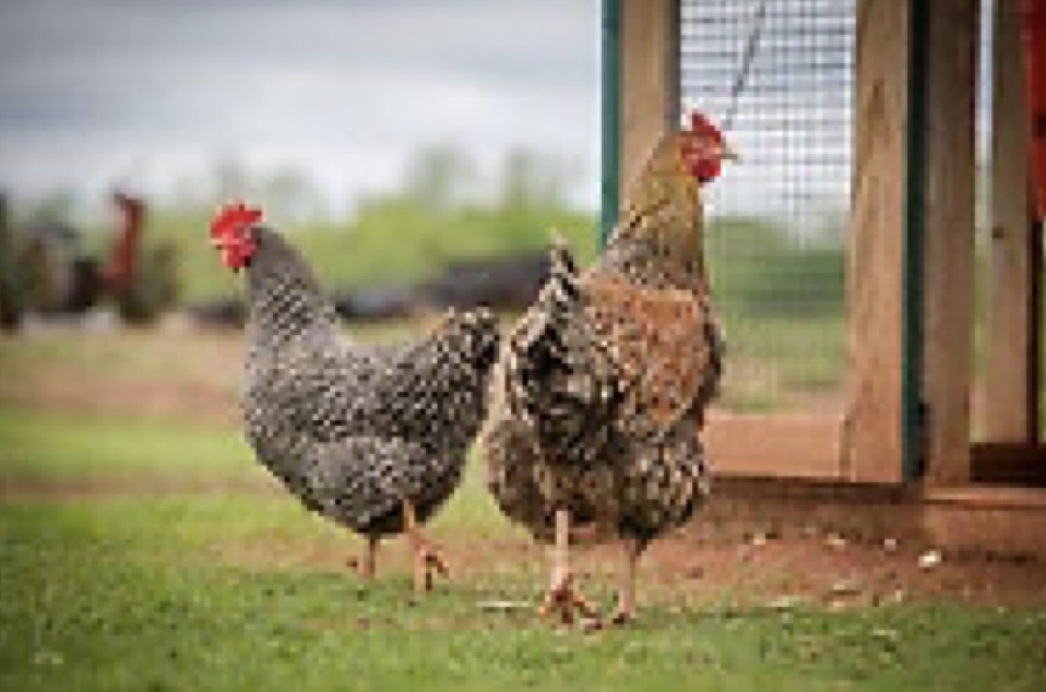 Two chickens standing next to a chicken coop. 