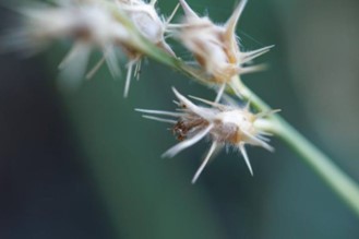 A close-up of sandburs on a plant stem.
