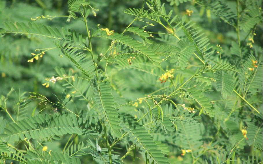 A close-up of the Sesbania vesicaria plant with flowers.
