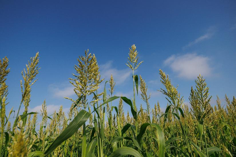 The tops of sorghum plants during the day.