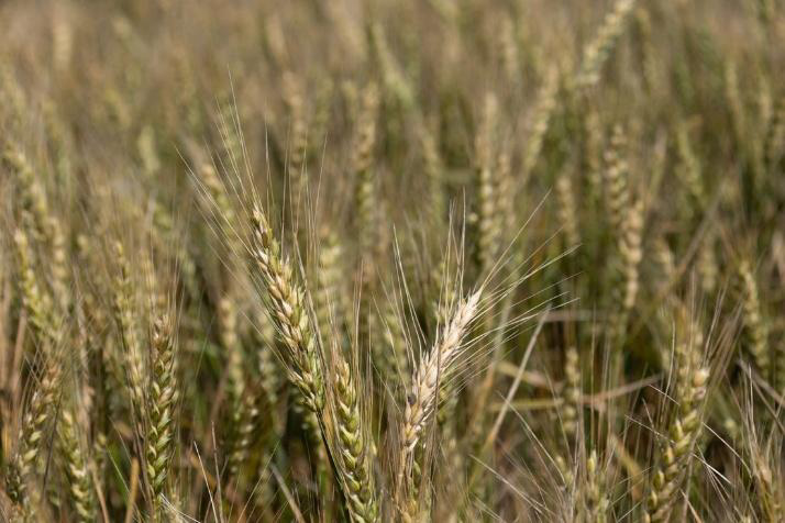 A field of wheat.