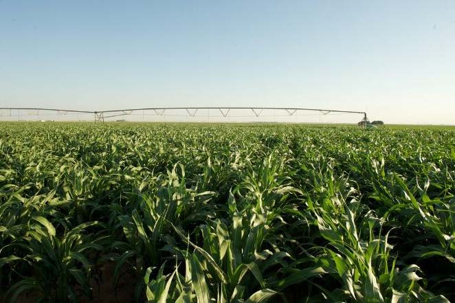 A field of green corn.