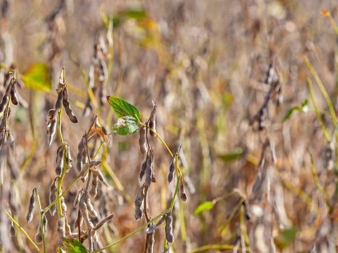A closeup of brown soybeans in a field.