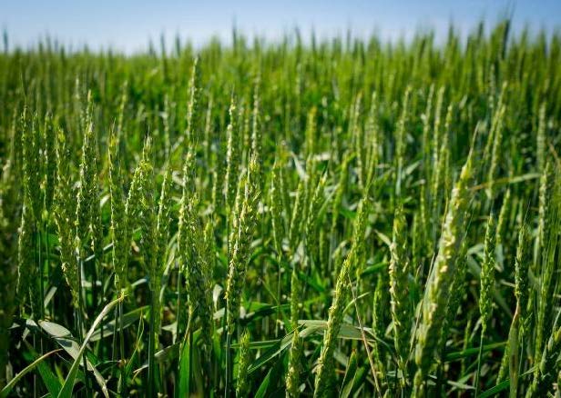 A field of green wheat.