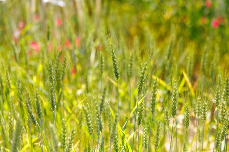 A close up of a field of wheat.
