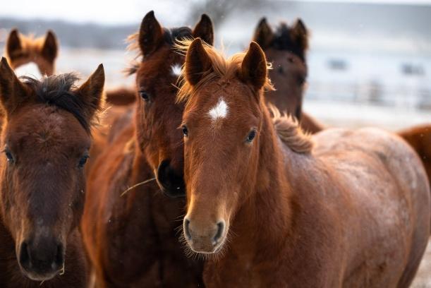 A group of horses standing together.