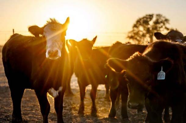 A group of cows in a field with the sun directly behind them.