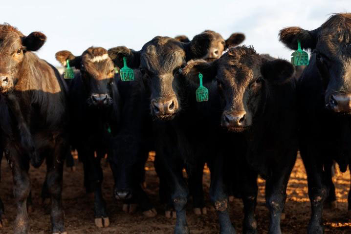 Several black cows with green ear tags gathered closely together.