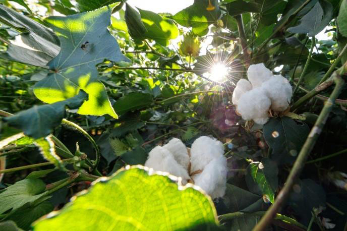 A close-up of white cotton bolls nestled among green leaves.