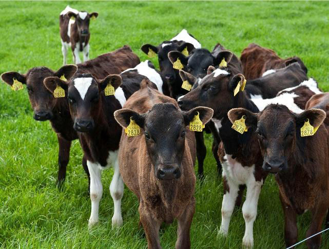 A group of calves clustered together in a green field, each wearing yellow ear tags.