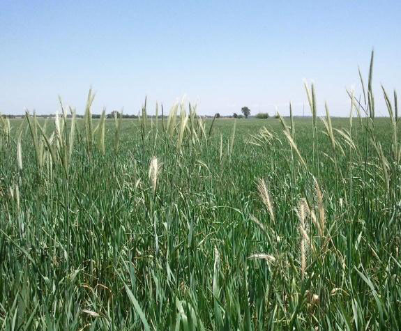 A green wheat field with several taller wheat heads standing above the rest, set against a bright blue sky.