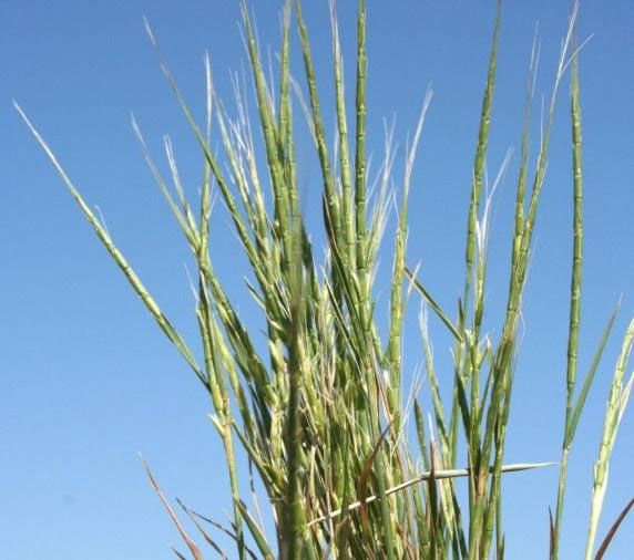 A close-up view of wheat heads clustered closely together.