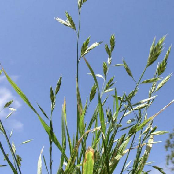 A close-up view of wheat heads in a field.