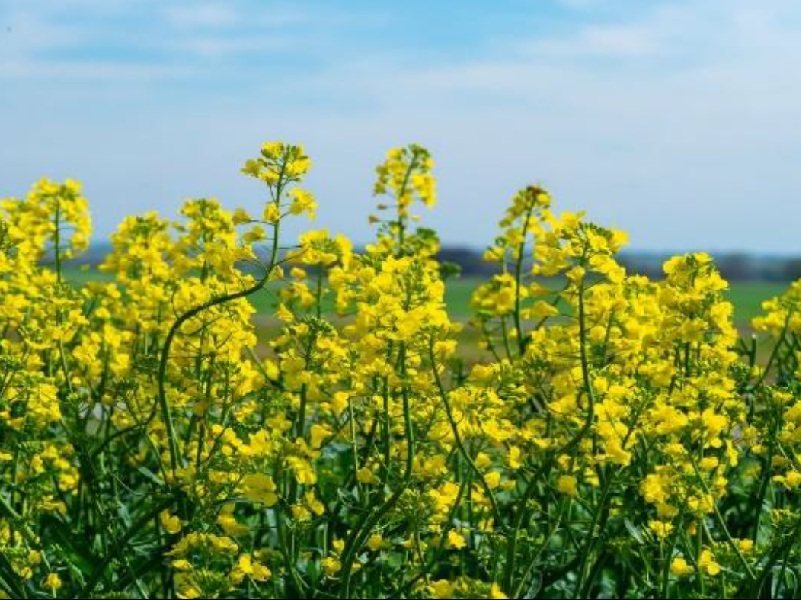 A close-up of blooming yellow canola flowers with green buds in the center.