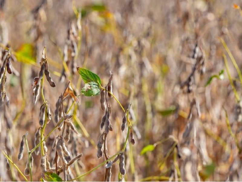 A field of dried soybean plants with brown pods ready for harvest.
