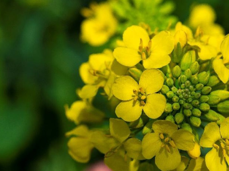 A close-up of yellow canola flowers beginning to bloom.