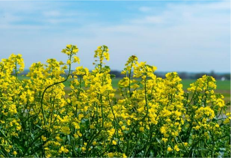 A field of canola crops.