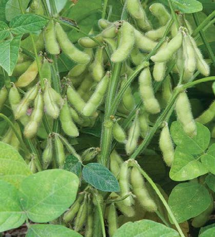 A soybean plant with clusters of fuzzy green pods hanging among broad green leaves.
