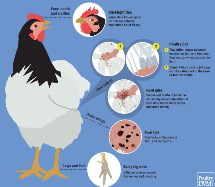 This infographic about common external parasites and pests in chickens. It shows a white chicken with labeled body areas where different parasites are commonly found.  Main Parasites Shown Face, comb and wattles. Sticktight flea Located around the chicken’s face, comb, and wattles. The illustration shows small dark brown spots identified as embedded adult fleas. Poultry lice Found mainly in the vent region. Two signs are highlighted: Tiny light-colored insects moving on the skin and feathers. Clusters of eggs (“nits”) attached to feather shafts. Fowl mite Also shown near the vent area. Symptoms include blackened feathers caused by mite waste, dead mites, dried blood, and debris. Fowl tick Found under the wings. The image shows small embedded ticks and red bite spots. Scaly leg mite Located on the legs and feet. The condition causes raised or uneven scales, crusting, and thickening of the legs.