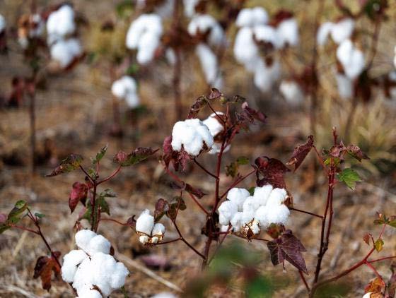 White cotton bolls clustered on reddish stems in a dry field with blurred plants in the background.
