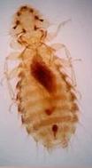 A microscopic organism which is wingless, translucent louse with a segmented, oval-shaped body and a smaller head equipped with tiny antennae. The insect's pale, yellowish-tan exoskeleton reveals darker internal structures, including a prominent reddish-brown area in its center.