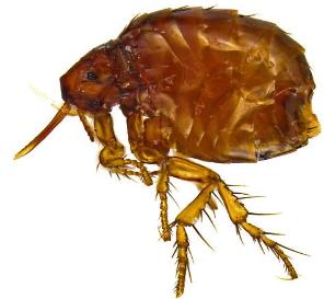 A microscopic side view of a reddish-brown flea with a flattened, bristly body and large hind legs.