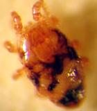 A microscopic image shows a small, yellowish-orange mite with a rounded, translucent body and dark internal markings against a blurred background.