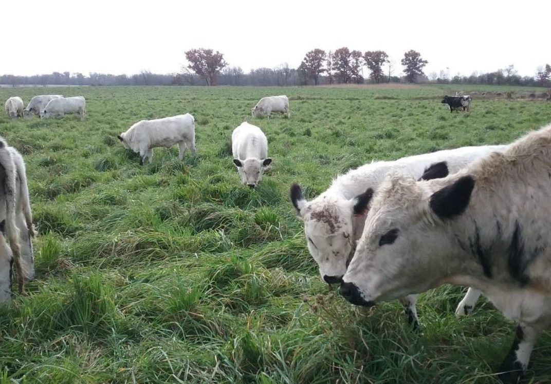 Cattle grazing green bermudagrass pasture in late fall.