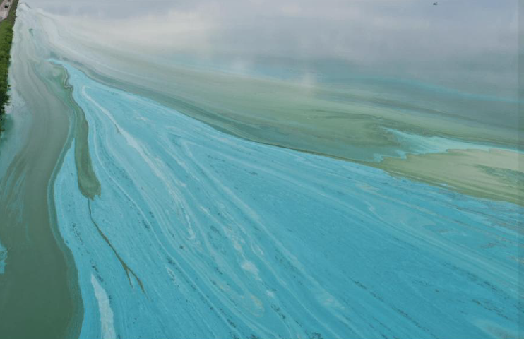 Blue Green Algae figure 8 A pond surface covered by a blue-green algae bloom with streaks of green and blue across the water.