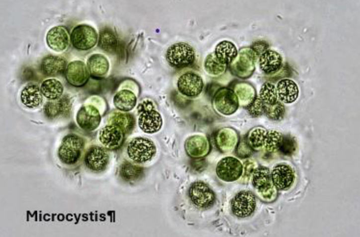 Microscopic view of Microcystis, showing clusters of round green cells.