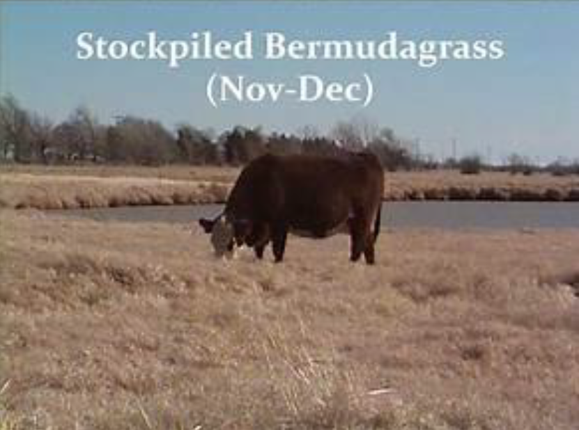 Cow grazing stockpiled bermudagrass from November to December pasture in late fall, with a pond and dormant vegetation in the background.