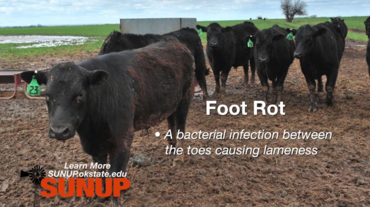 Playing Offense Against Foot Rot figure 4 Cattle standing in a muddy pasture with text identifying foot rot as a bacterial infection causing lameness.