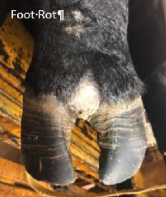 Close-up of a cow's hoof showing signs of foot rot between the toes.