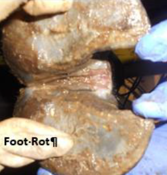 Close-up of a cow's hoof with foot rot as a gloved hand examines the affected area.