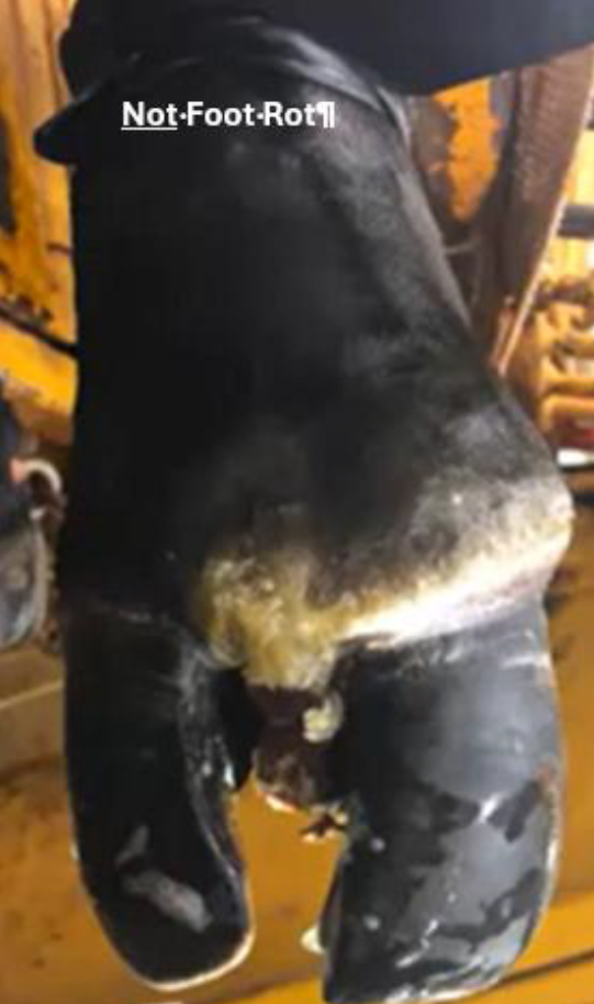 A cow’s hoof showing signs of irritation and discoloration labeled “Not-Foot-Rot.”