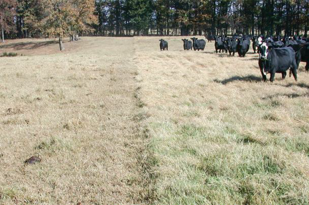 Cattle grazing stockpiled bermudagrass pasture with dormant grass and trees in the background.