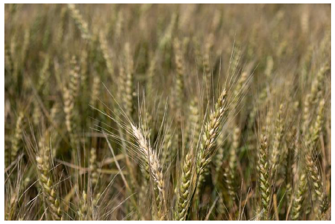 Close-up of ripening wheat heads in a sunlit field.