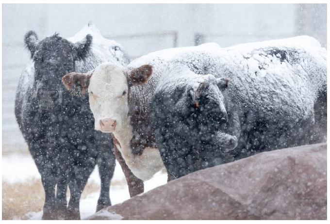 Cattle standing in heavy snowfall on a farm.