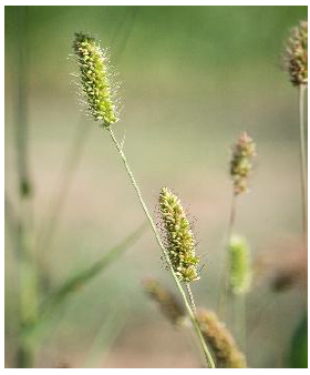 Close-up of foxtails with fine, wispy seed heads growing in a field.