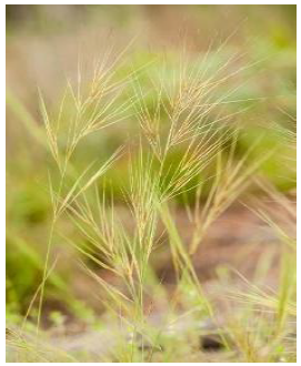 Close-up wiregrass with fine, wispy seed heads growing in a field.