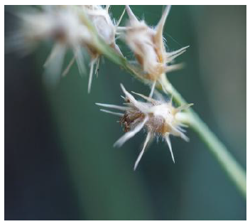 Close-up of spiky sandbur grass seeds clinging to a green stem.