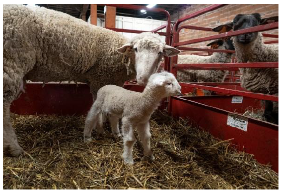 Ewe and newborn lamb standing in a barn with straw bedding, other sheep looking on from behind red metal fencing.