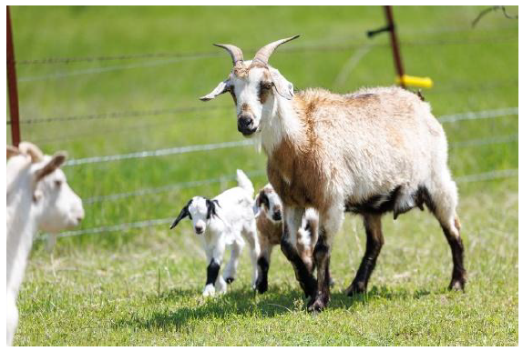 A light brown goat with curved horns stands in a grassy field while two small kids stay close by.