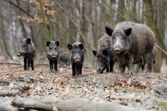Five feral hogs standing in leaves.
