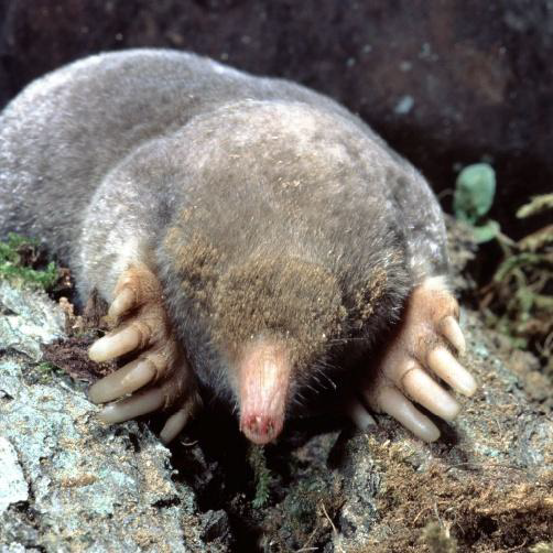 A long-nosed roden with long claws.
