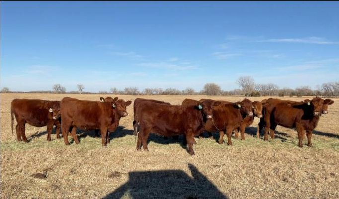 A herd of Red Angus cattle standing in a field.