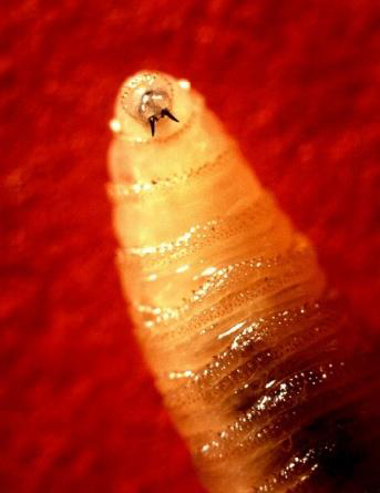 A close-up of a screwworm.